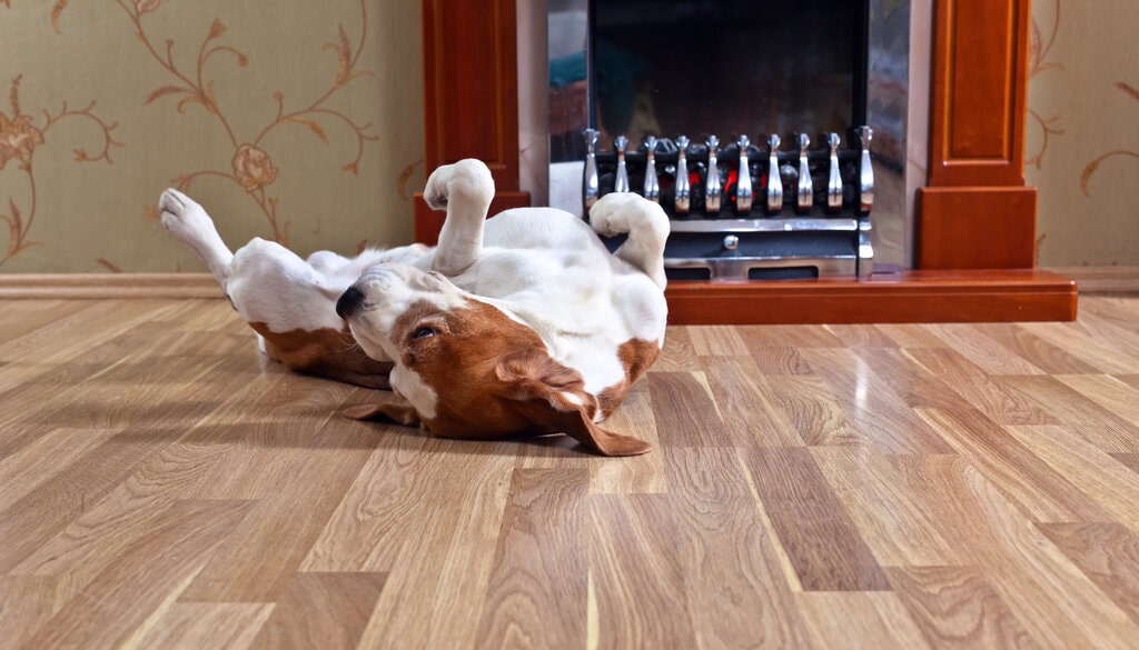 Cat on the floating floor