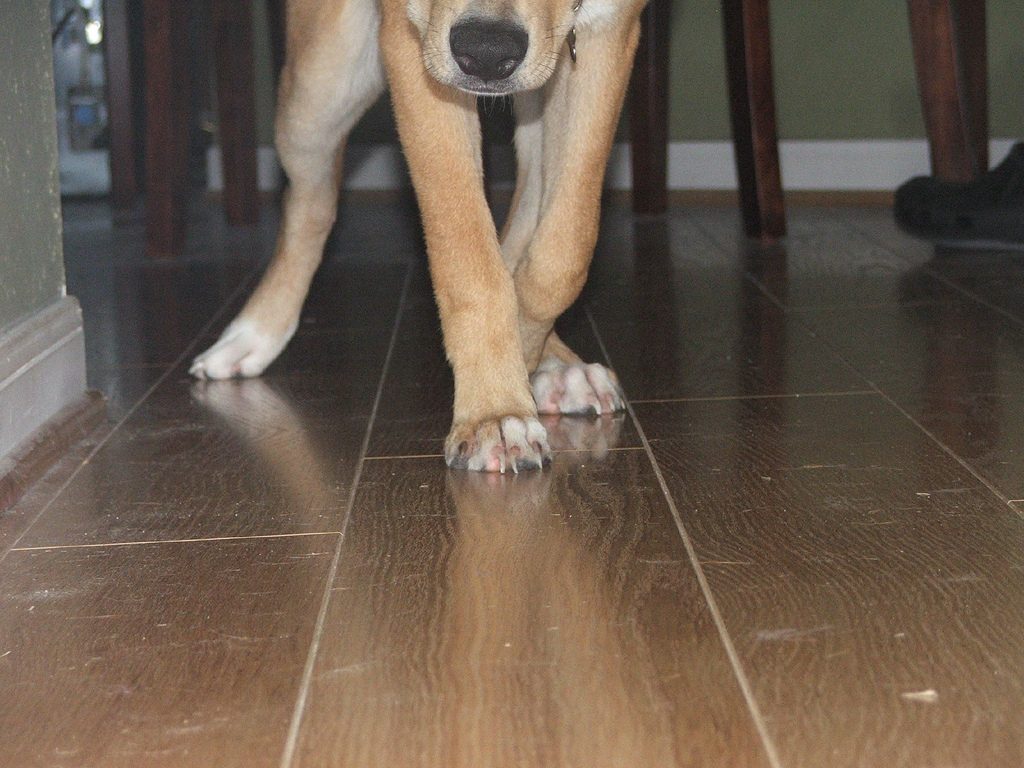 Dog On The Floor dog-on-the-floor
