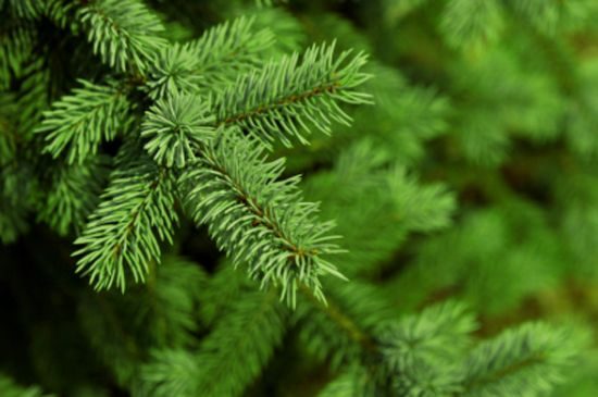 christmas-tree|christmas-tree-in-the-room|christmas-tree-in-the-room
