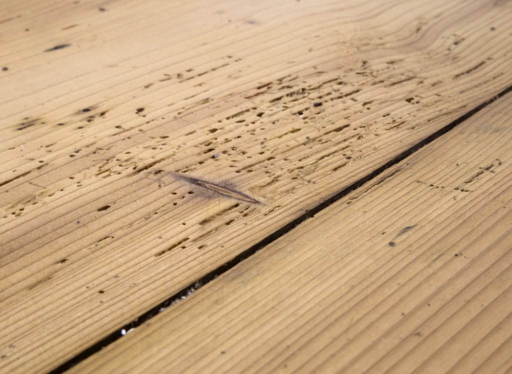 Infested floors