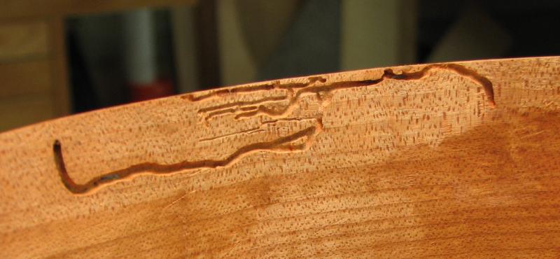 Wood worms how to treat