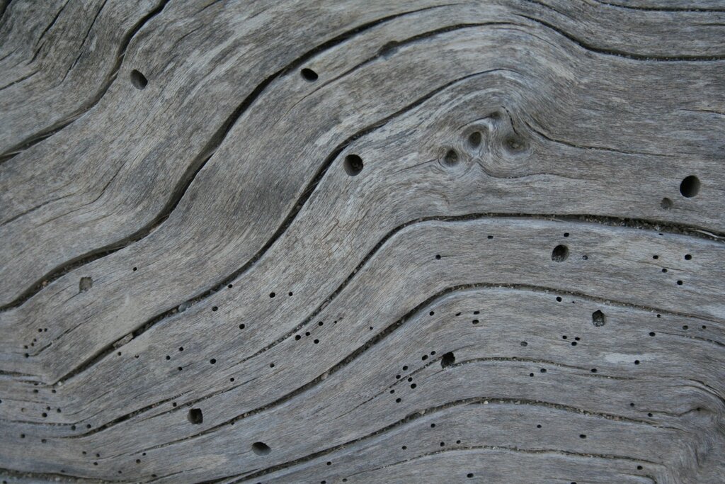 Wood flooring and bugs wood holes